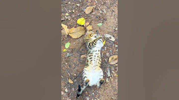 Video 11539451: persian cat, cats kittens meowing, cat sound