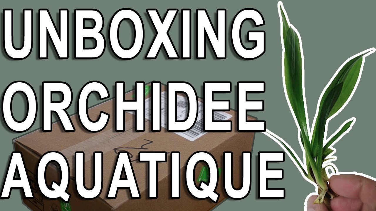 Unboxing d'une Orchidée Aquatique + Update Paludarium/Orchidarium