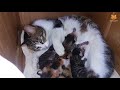 「かわいい猫」 笑わないようにしようとしてください - 最も面白い猫の映画 #157