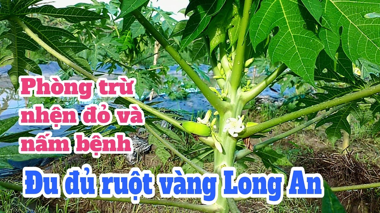 Kỹ thuật trồng đu đủ: P17-Phòng trừ nhện đỏ và xì mủ cho đu đủ ruột vàng Long An