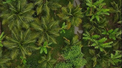 Review Tư Liệu Tại Kế Sách và Cù Lao Dung - Sóc Trăng.