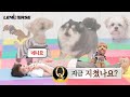 LENIVERSE 강아지 펫시터 지금 지쳤나요 네니요 L EP 60 LENIVERSE 강아지 펫시터 지금 지쳤나요 네니요 L EP 60