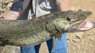 RIVER PREDATORS ARE EVERYWHERE AT THE KINZUA DAM!