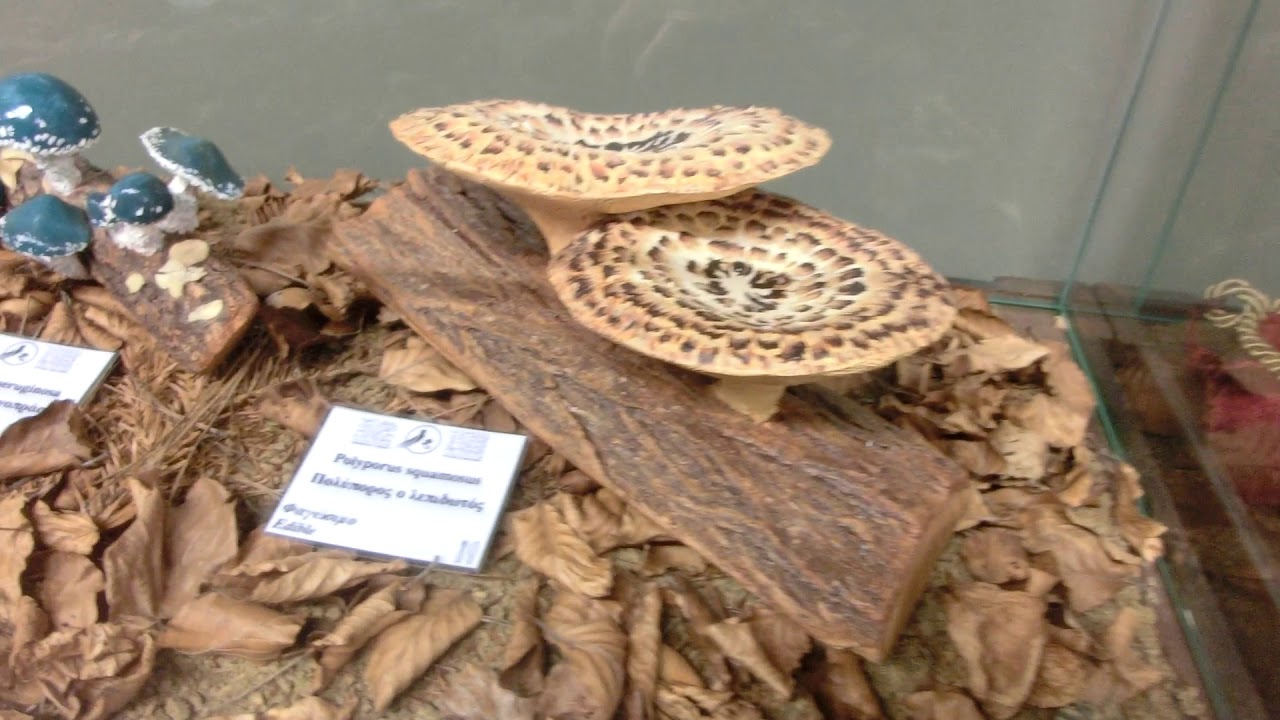 Most Expensive Mushrooms Youtube