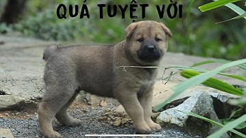 Quá mí mãn với một cá thể H’Mông cộc đuôi tại Hà Giang!