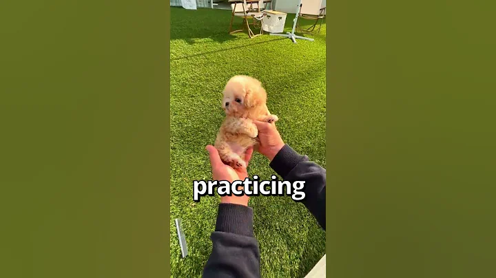 HOW WOULD YOU Rate this PUPPY 😱 | Wholesome Moments - DayDayNews