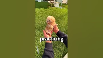 HOW WOULD YOU Rate this PUPPY 😱 | Wholesome Moments