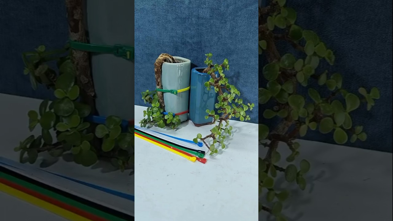 The jade bonsai tree is messy, so I tied it to the tub. 