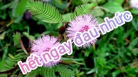 cây xấu hổ đỏ và bài thuốc chữa đau nhức xương khớp