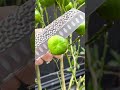 Mandarin Super Fruit 🍊🍊😱😱 #shorts #satisfying #fruitcutting #orange #fruit #green