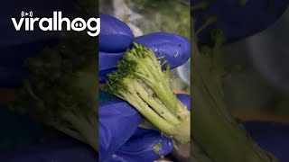 Woman Finds Bugs in Bag of Broccoli || ViralHog by ViralHog 3,144 views 12 hours ago 1 minute, 8 seconds