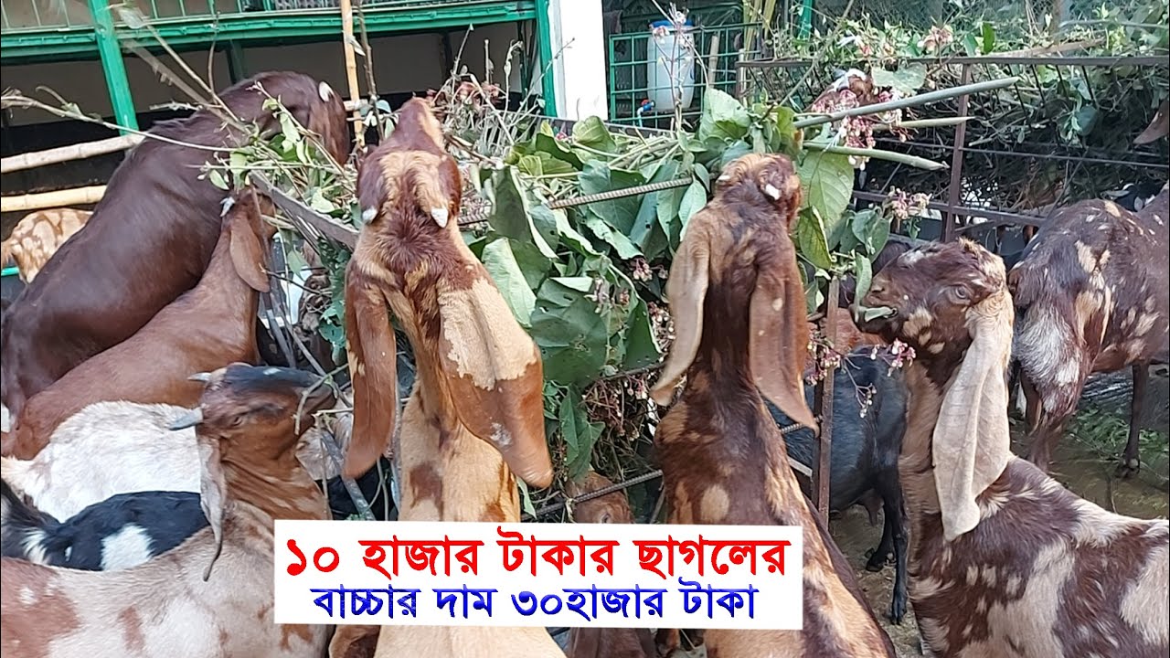 মা ছাগলের দাম ১০হাজার, তার বাচ্চার দাম ৩০হাজার কিভাবে সম্ভব !