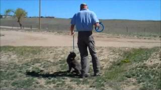 Rug-ged Retrievers - Obedience & retrieving with "Ringo"