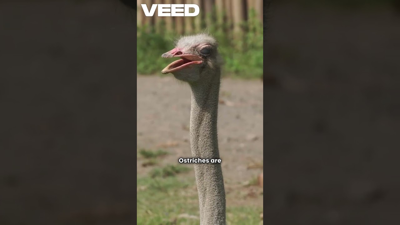 Ostrich Secrets You Never Knew! 🐦💨 