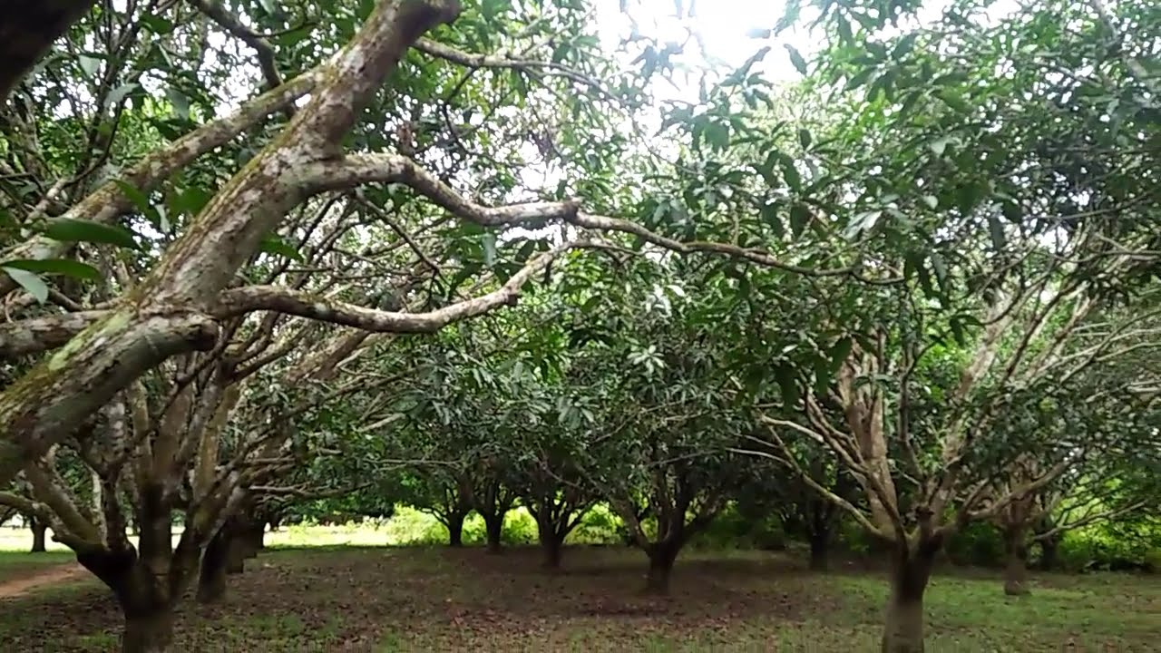 Affordable Mango Plantation For Sale in BOHOL, PHILIPPINES YouTube