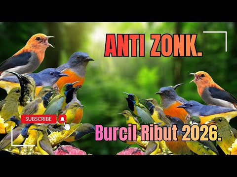 Suara Pikat Burcil Ribut II Kombinasi Burung Kejepit Terbaru 2026.