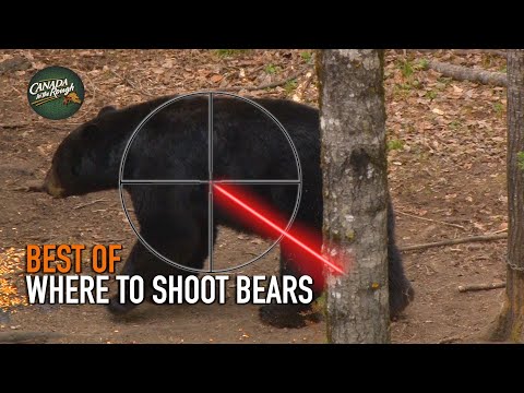 Where to Shoot a Bear | BEST OF HUNTING Compilation