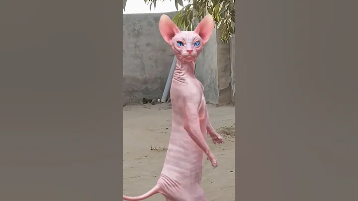 Video 11669591: funny sphynx, cat