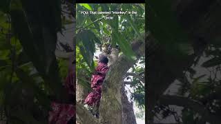 Talented Monkey 🐒😂 #funny #shorts #comedy #money #foryou #fyp #kingdavid 👑