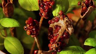 The Stunning Life Cycle Of A Ladybird | Animal Kingdom