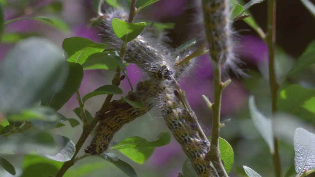 Buff-tipped moth - Caterpillars