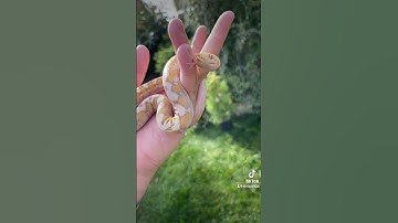 bellatrix a purple snow super dwarf reticulated python #reticulatuspython #reptiles #snakes