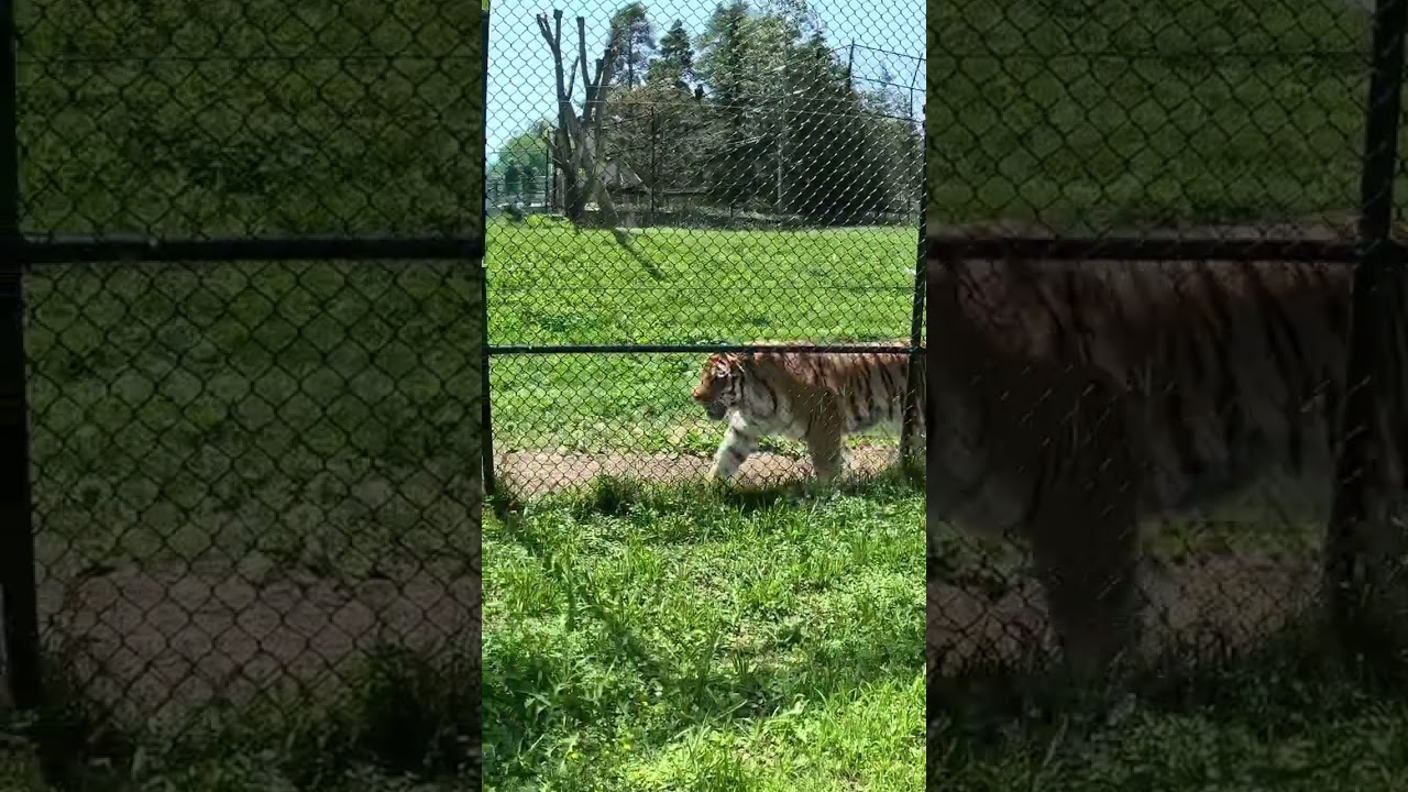 Tiger at the Toronto Zoo. 
