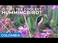 Is this colombias coolest hummingbird  caldas colombia  field guides