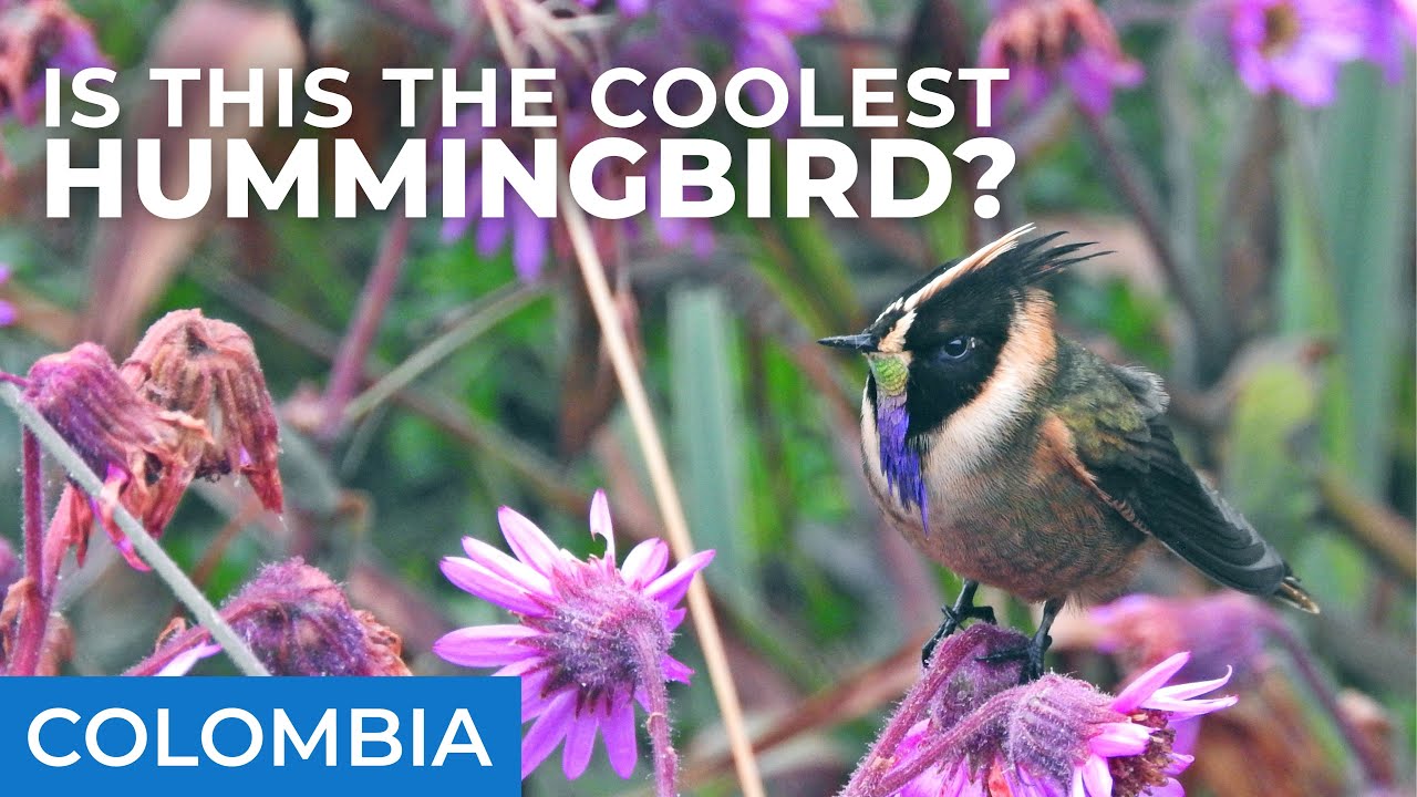 Is This Colombia's Coolest Hummingbird? | Caldas, Colombia | Field Guides