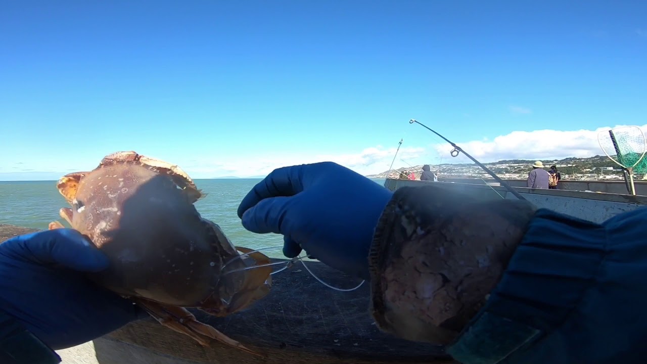 Nice day crabbing on the Pacifica pier with 6 keepers...! YouTube