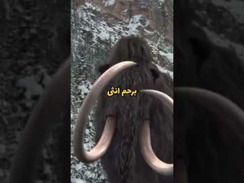 معلومات غريبه اعادة خلق الماموث بارت 24