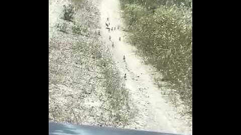 Partridge Snake Attack