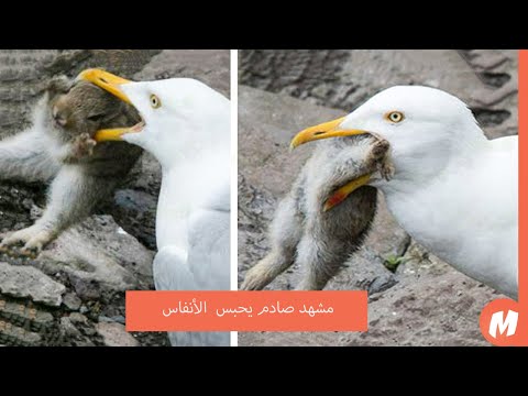 طائر النورس المفترس يقتل فرائسه بوحشيه مشاهد لا تصدق