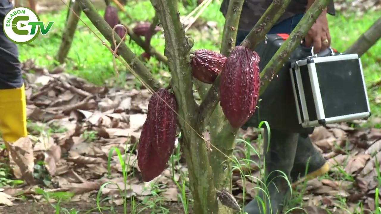 PRECIO DEL CACAO CAE A $110
