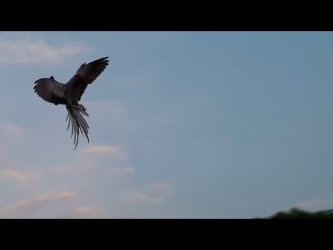 camera iphone 8 plus apk My Indian Ringneck's First Free Flight😍