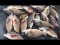 Grand pesca de mojarras sobre hielo.El propósito era encontrar las mojarras