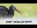 Der Waldrapp - Zwischenstopp in Hessen