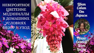 видео: НЕВЕРОЯТНОЕ ЦВЕТЕНИЕ МЕДИНИЛЛЫ В ДОМАШНИХ УСЛОВИЯХ ОБЗОР И УХОД картинка: НЕВЕРОЯТНОЕ ЦВЕТЕНИЕ МЕДИНИЛЛЫ В ДОМАШНИХ УСЛОВИЯХ ОБЗОР И УХОД