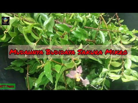 Mudahnya Budidaya Sakura Mikro