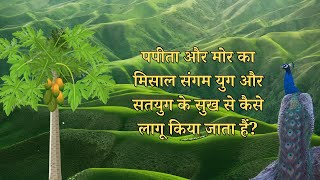 पपीता और मोर का मिसाल संगम युग और सतयुग के सुख से कैसे लागू किया जाता हैं