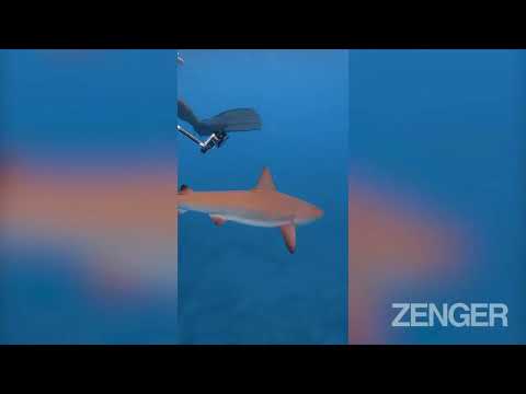 BITE OF LUNCH: Sneaky Shark Tries To Steal Divers Fish