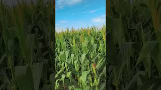 inicio de semana movimentado #agro #trabalhoduro #milhosafrinha #valmet