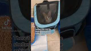 😻Cat life ❤️❤️❤️ #catlife #catchallenge  #cutekitty #lovecats #catvideo #funnycat #catmom #cutecat by Cutest Kitty 5 views 1 year ago 1 minute, 11 seconds