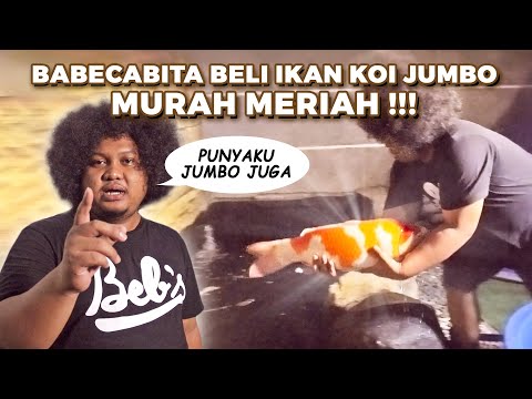KOI BABECABITA MATI SEMUA, LANGSUNG BELI KOI SULTAN