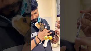 Kaatne lg Gaya ye toh #vassundhara #vaaran #shorts #couple #puppy #beagle #cuteanimals