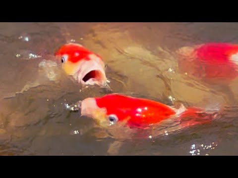 野池の鯉を売り出し#koi #koifish #錦鯉販売 - YouTube