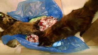 Чем кормят Мейн кунов. Was für ein Fleisch mag Maine Coons.How the meat loves the Maine Coon Чем кормят Мейн кунов. Was für ein Fleisch mag Maine Coons.How the meat loves the Maine Coon