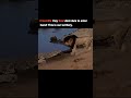 The greatest battle between Scarface and Crocodile 🥶💀 #viral #midjourney #viralvideo #youtubeshort