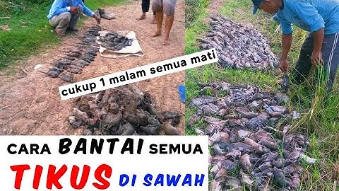 Cukup 1 MALAM SEMUA TIKUS di SAWAH MAT!😱MENGERIKAN😱cara cepat & ampuh basmi semua tikus di sawah..?