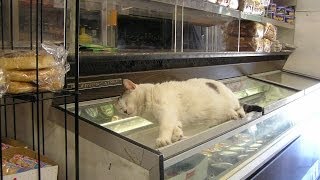 Смешные кошки :) Часть 132 кошки VS стиральные машины)) Смешные кошки :) Часть 132 кошки VS стиральные машины))